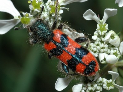 COLEOTTERI NEL FORUM - Famiglia Cleridae